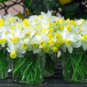 Narcissus 'Jack Snipe', Daffodil 'Jack Snipe', Cyclamineus Daffodil 'Jack Snipe', Miniature Daffodils, Spring Bulbs, Spring Flowers', Jack Snipe, Miniature daffodil, Cyclamineus daffodil